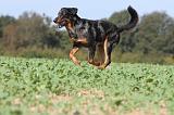 BEAUCERON 524